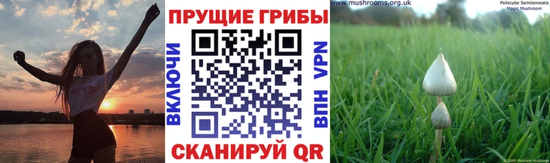 Галлюциногенные грибы мицелий  купить наркотик  Светогорск 